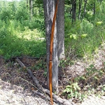 Traditional Forest Longbow