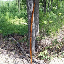 Traditional Forest Longbow