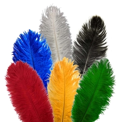 Plumes / Feathers - Large